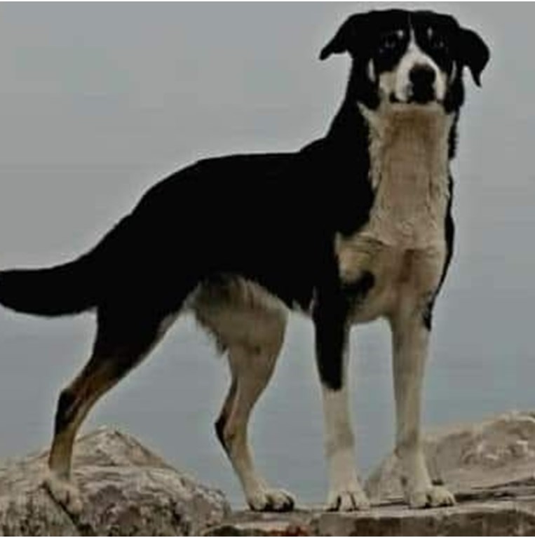 Ράικα- Έβρος