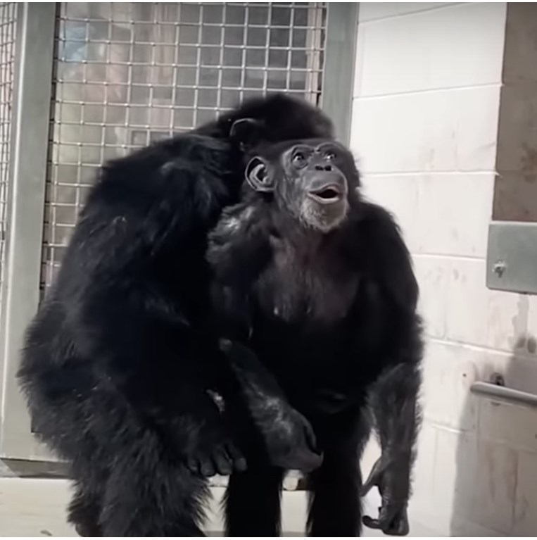 Βανίλα, χιμπατζής, ουρανός