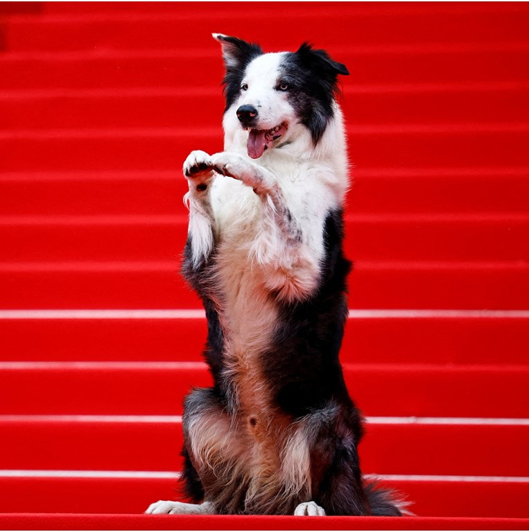 Κάννες, Μέσι