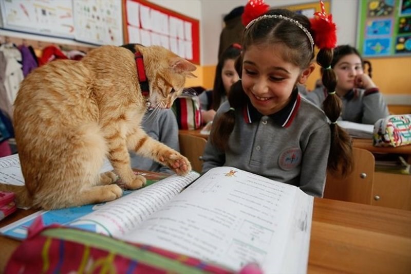 Η ιστορία του Tombi, του πορτοκαλί γάτου που υιοθετήθηκε από σχολείο στη Σμύρνη