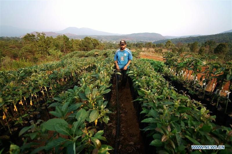 Τα «ματωμένα» αβοκάντο: Η σκοτεινή αλήθεια για την παραγωγή της υπερτροφής που λίγοι γνωρίζουν 