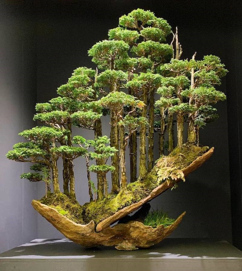 Ο θεός των μικρών πραγμάτων: Ιάπωνας δεξιοτέχνης καλλιεργεί ολόκληρα bonsai δάση