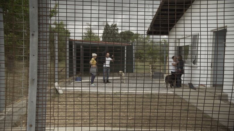 «Λειτουργεί σαν ψυχοθεραπεία»: Τα σκυλιά της Save a Greek Stray στις Γυναικείες Φυλακές Ελαιώνα
