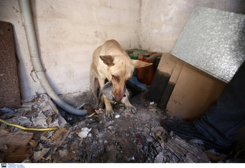 Η σκυλίτσα που έσωσε τα μικρά της από την φωτιά του Υμηττού