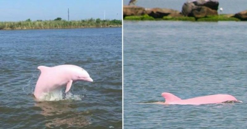 Η Pinky, ένα από τα 15 σπάνια ροζ δελφίνια που υπάρχουν στον κόσμο, έκανε ξανά την εμφάνισή της