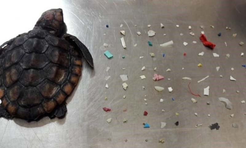 Η θλιβερή είδηση της ημέρας. Μία νεκρή χελώνα είχε στο στομάχι της 104 κομματάκια πλαστικού