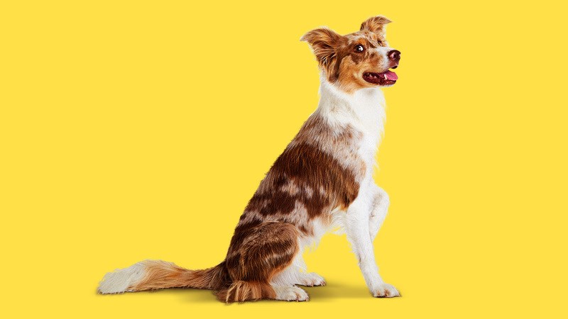 «Η Κάρμα, το σκυλάκι από τη διαφήμιση της ΙΚΕΑ, θέλει τη βοήθειά σας»