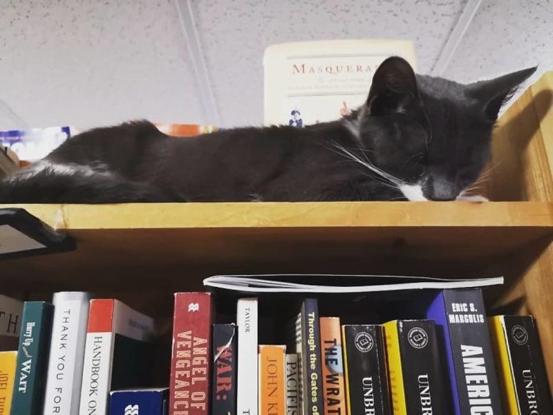 Βιβλιοπωλείο στον Καναδά φιλοξενεί αδέσποτα γατάκια που δίνονται για υιοθεσία 