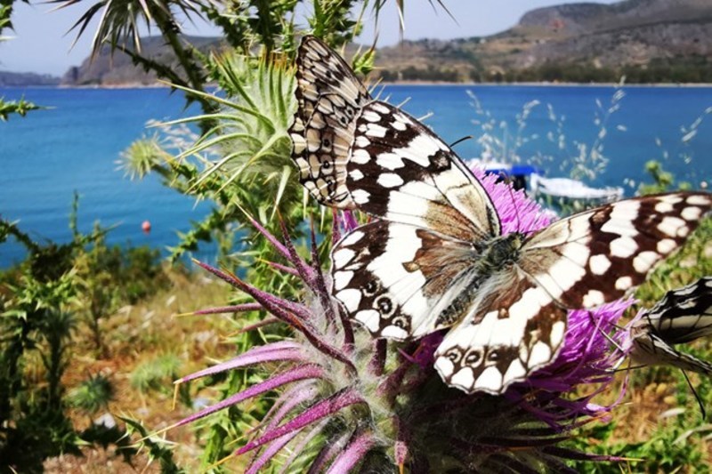 Πανέμορφες εικόνες: Εκατοντάδες εντυπωσιακές πεταλούδες γέμισαν το Ναύπλιο