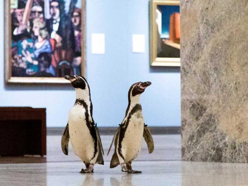 «Φιλότεχνοι» πιγκουίνοι επισκέφθηκαν μουσείο τέχνης και πραγματικά απόλαυσαν έργα διάσημων ζωγράφων