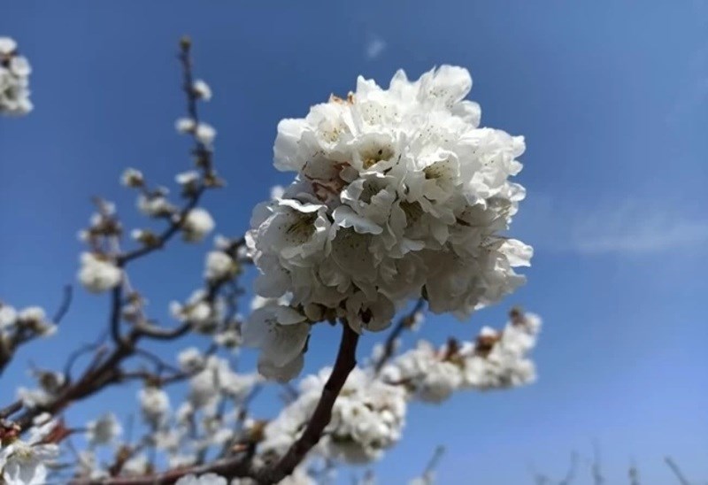 Όπως Ιαπωνία: Παραδεισένιες εικόνες από τις ανθισμένες κερασιές της Πιερίας αυτή την εποχή