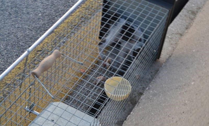 Έκλεισαν δύο λωρίδες της γέφυρας Ρίου-Αντιρρίου για να σώσουν ένα γατάκι