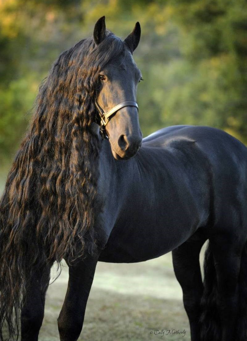 Aυτό είναι το πιο μεγαλοπρεπές και όμορφο άλογο πάνω στον πλανήτη