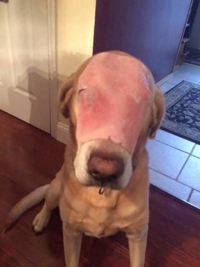 Χιλιάδες χρήστες του facebook προσεύχονται για ένα σκύλο με ένα ζαμπόν στη μουσούδα του