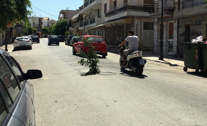 Είναι τρελοί αυτοί οι Ζακυνθινοί. Φύτεψαν δέντρο σε λακούβα για να μην πέφτουν μέσα οι οδηγοί