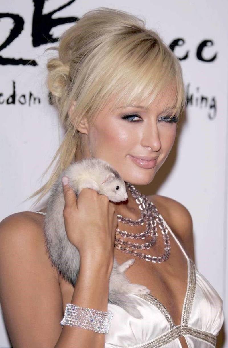 Το Greek Ferret Club μάς εξηγεί τα πάντα για το κατοικίδιο των διασήμων: το κουνάβι-νυφίτσα 